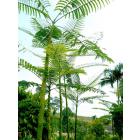 Buy Schizolobium Parahyba Plant, Tower Tree Plant For Sale With Free Shipping