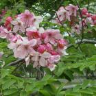 Cassia Javanica Tree, Pink Shower Tree Plant