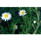 Buy Chamomile ( Matricaria chamomilla ) Plant