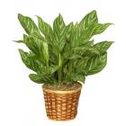 Buy Aglaonema Commutatum, Chinese Evergreen Plant 
