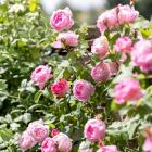 Buy Creeping Or Climbing Pink Rose Plant 