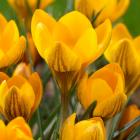 Buy Crocus Dorothy Bulbs - 5 Bulbs Pack - Delivery All Over India