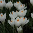 Buy Crocus jeanne d'arc Bulbs - Pack Of 5 Bulbs - Delivery All Over India