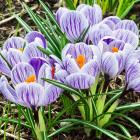 Buy Crocus King of Striped bulbs - Pack Of 5 Bulbs , Delivery All Over India
