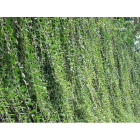 Curtain Creeper ( Parda Bel ) Plant
