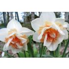 Buy Daffodil  Replete Bulbs - Pack Of 3 Bulbs 