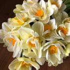 Buy Daffodil White Lion Bulbs - Pack Of 3 Bulbs - 