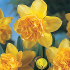 Buy Daffodil Dick Wilden Bulbs, Pack Of 3 Bulbs 