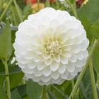 Buy Dahlia White Plant 