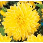 Buy Dahlia Yellow Plant 