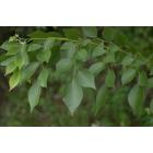 Dalbergia Sissoo, Indian Rosewood Plant 