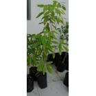 Buy Desmodium Gyrans (  Codariocalyx Motorius ) Plant, Dancing Plant For Sale With Free Shipping In India