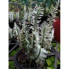 Buy Pedilanthus Tithymaloides ,Devils Backbone Plant 