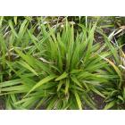 Dianella Tasmanica ( Variegata ) Tasman Flax Lily Plant