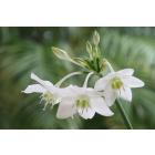 Buy Eucharis Lily ( Amazon Lily ) Bulbs - Pack Of 5 Bulbs - Delivery All Over India