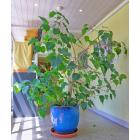 Buy Ficus Religiosa Plant, Holy Fig Tree , Pipal Plant