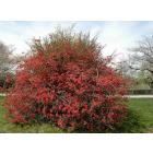 Chaenomeles Speciosa ( Flowering Quince ) Plant