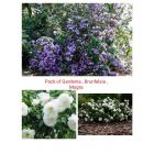 Fragrant Plants Pack - Gardenia, Mogra, Brunfelsia