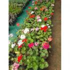 Buy Geranium Pink, Red And White Plants Combo With Free Shipping
