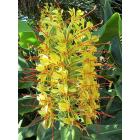 Buy Hedychium Yellow ( Ginger Lily ) Bulbs - Pack Of 5 Bulbs
