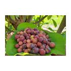 Grewia Asiatica , Phalsa Fruit Plant