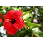 Buy Hibiscus Double Variegata , Gudhal Plant 