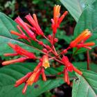 Buy Hamelia Patens, Firebush Plant 