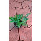 Cyrtomium Falcatum , Holly Fern Plant