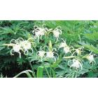 Buy Hymenocallis Speciosa ( Spider Lily ) 5 Bulbs - Free Shipping