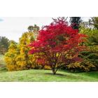 Buy Japanese Maple ( Acer Palmatum ) Plant 