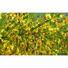 Parkinsonia Aculeata , Jerusalem Thorn Plant With Free Shipping
