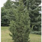 Juniperus Chinensis, Chinese Juniperus Plant 