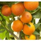 Buy Orange Kinnow Fruit Plant 