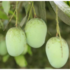 Langra Mango Fruit Plant