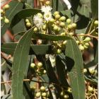 Corymbi Citriodora, Lemon Eucalyptus Plant 