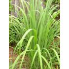 Buy Lemon Grass Plant ( Cymbopogon Citratus )