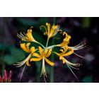 Buy Lycoris Aurea ( Golden Spider Lily ) Yellow Bulbs - Pack Of 5 Bulbs 