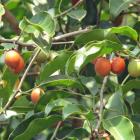 Buy Mimosops Elengi Seeds ( Spanish Cherry ) - 10 Seeds Pack