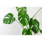 Monstera Deliciosa Plant For Sale, Fruit Salad Plant , Swiss Cheese Plant 