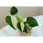 Monstera Variegated Half Moon Plant