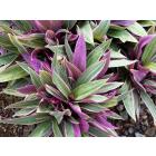 Rhoeo Spathacea Plant, Oyster Plant , Moses In The Cradle