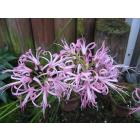 Buy Nerine Lily Bulbs - 5 Bulbs Pack - Delivery All Over India