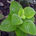 Buy Oregano Plant ( Origanum Vulgare )