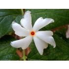 Nyctanthes arbor-tristis - Harsingar, Parijat Plant Online