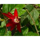 Passiflora Coccinea, Passion Flower Plant 