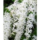Petrea Racemosa ( Volubilis ) Plant , White Wrath Plant 