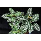 Buy Pilea Cadierei Plant, Aluminium Plant 