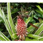 Neoregelia Sp., Pineapple Flower Plant With Free Shipping