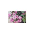 Pink Miniature Rose, Button Rose Plant