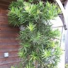 Buy Podocarpus Macrophyllus, Buddhist Pine Plant